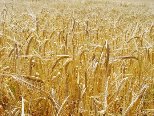 Die Getreidearten zum Brotbacken