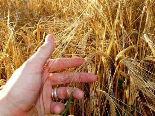 Sind moderne Getreidezüchtungen ein Problem?